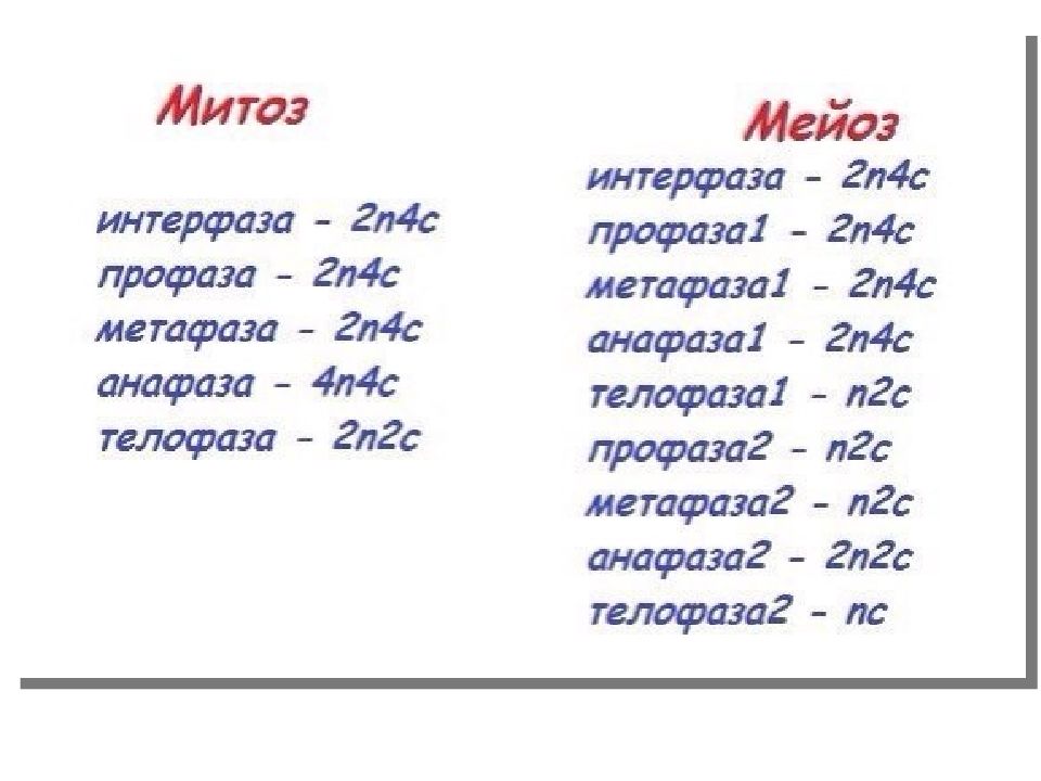 Составьте схему поведения хромосом в процессе мейоза животной клетки с 6 хромосомами