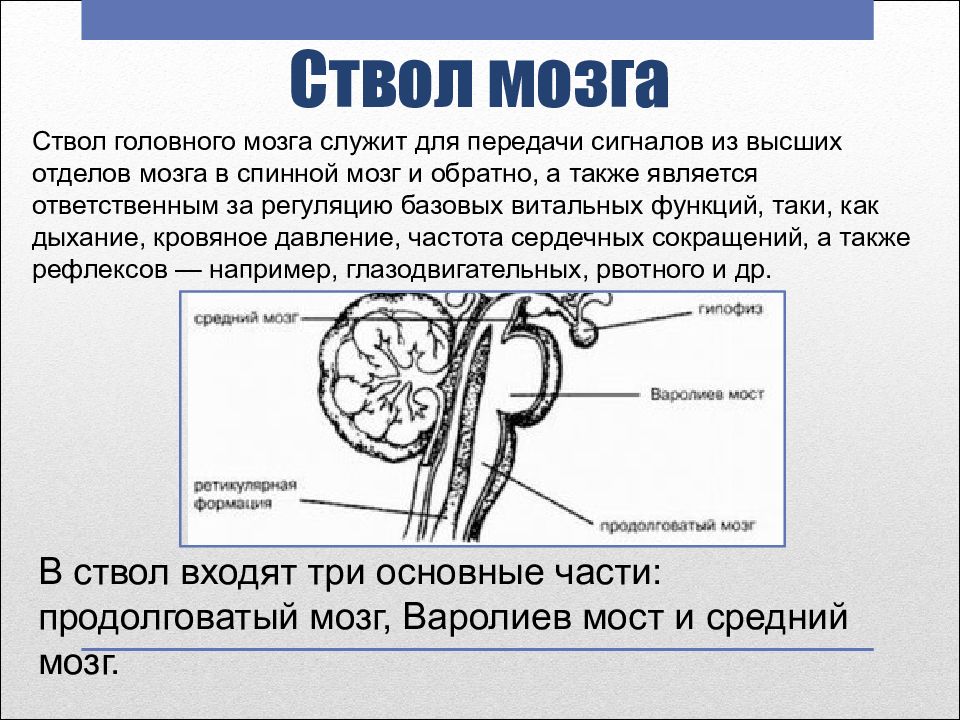 Ствол головного мозга включает отдел. Ствол мозга рефлексы ствола. Ствол головного мозга схема. Опухоль ствола головного мозга. Ствол мозга анатомия.