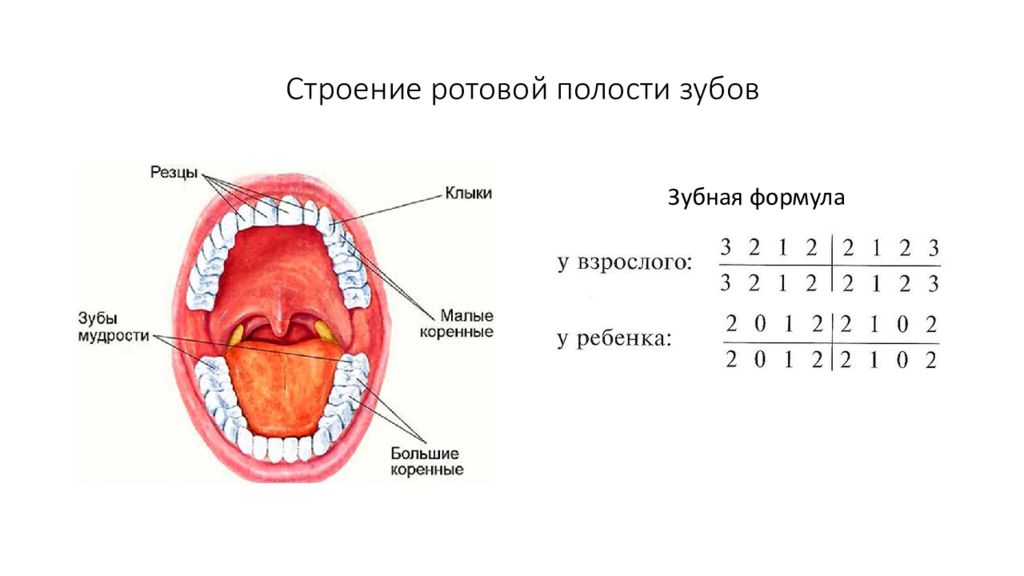 Полость рта положение. Схема зубов в ротовой полости. Ротовая полость формула зубов. Пищеварительная система ротовая полость (с зубами. Зубы строение формула.