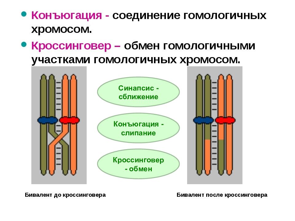 Смысл конъюгации и кроссинговера. Конъюгация и кроссинговер. Пара гомологичных хромосом. Кроссинговер рисунок. Двухточечный кроссинговер.