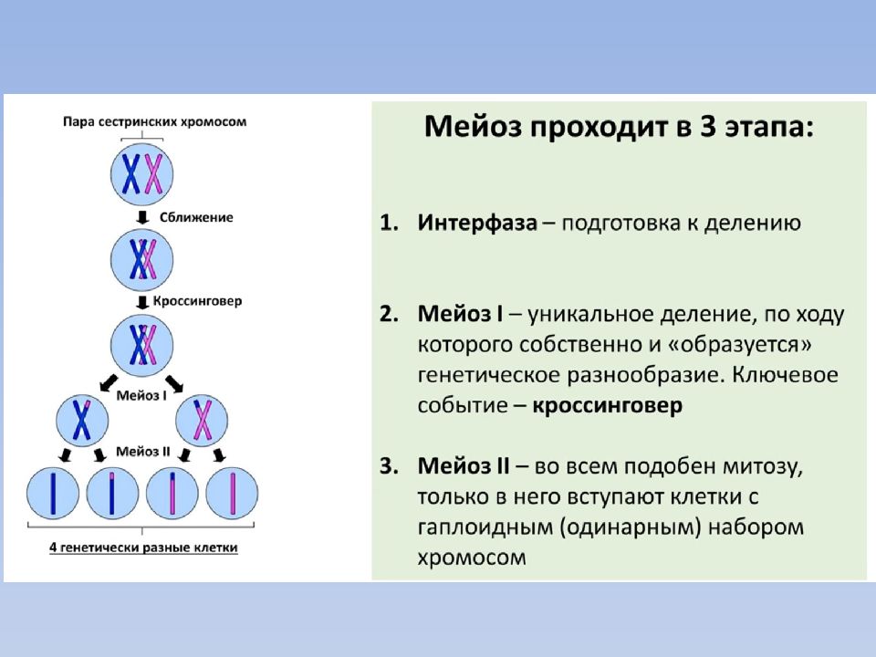 Закончите схему изменение хромосомного набора клеток и числа молекул днк в процессе мейоза