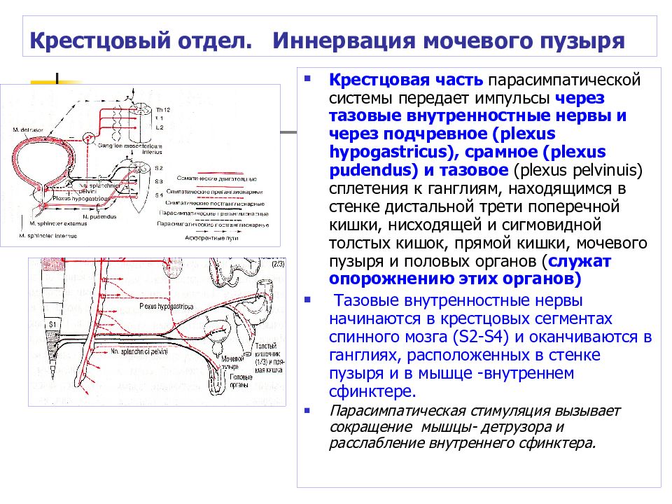 Схема иннервации мочевого пузыря