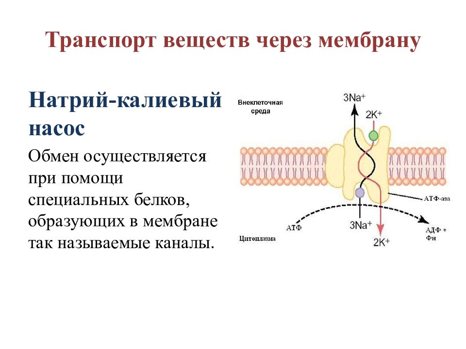 Через мембрану. Натрий-калиевый насос клеточной мембраны. Натрий калиевый насос в мембранах. Активный транспорт веществ через мембрану схема. Строение мембраны эукариотической клетки.