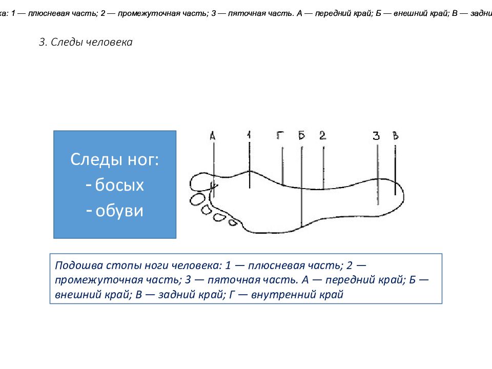 Части подошвы. Части стопы криминалистика. Плюсневая часть. Промежуточная часть подошвы. Плюсневая часть ноги.