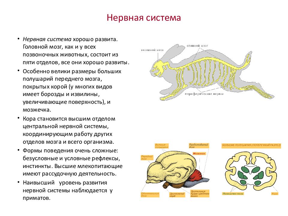 Схема нервной системы млекопитающих