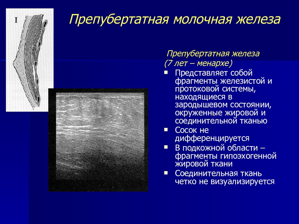 Строение ткани молочной железы