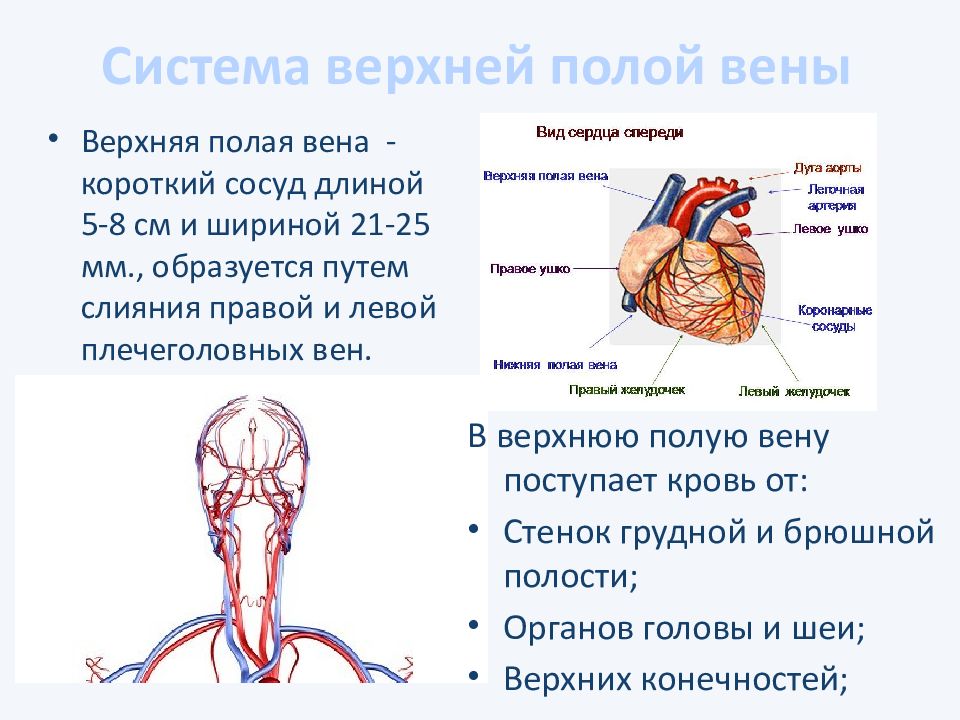 Презентация вены большого круга кровообращения