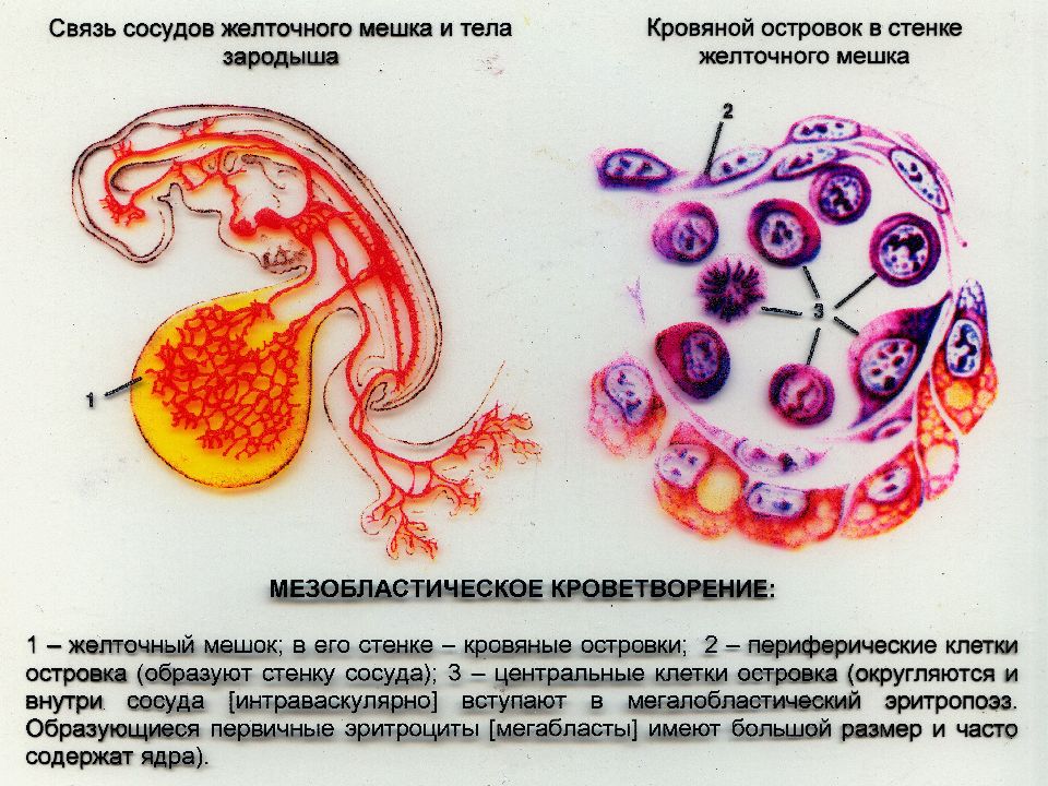 Эмбриональный гемопоэз