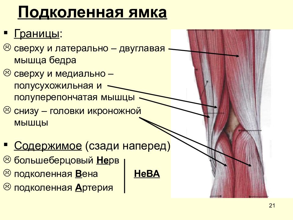 Подколенная ямка схема