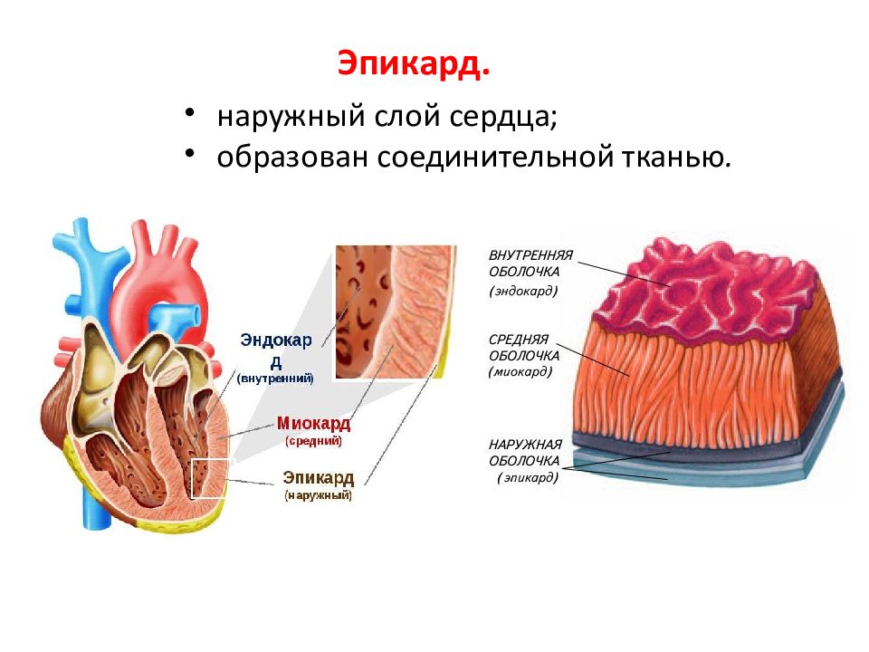 Сердечная стенка образована какой тканью. Эпикард анатомия. Слои сердца. Наружный слой стенки сердца. Эпикард сердца.