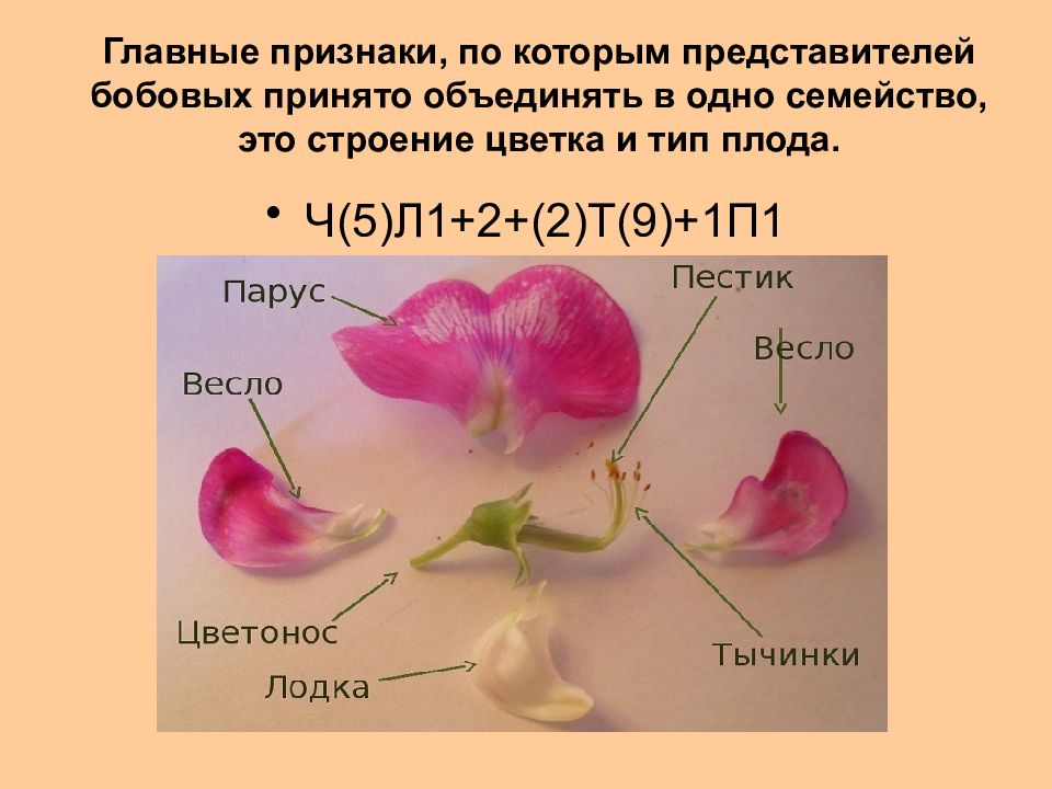 Ч 5 л 5. Формула растений семейства бобовых. Семейство бобовые строение. Семейство бобовые строение цветка. Семейство Пасленовые строение плода.