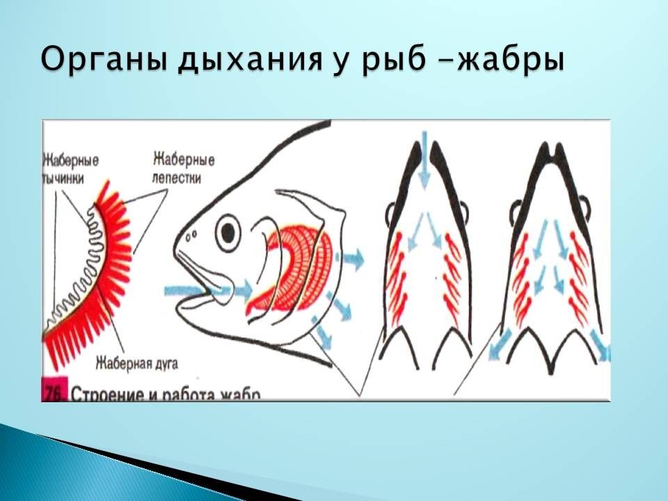 Схема дыхательная система рыб