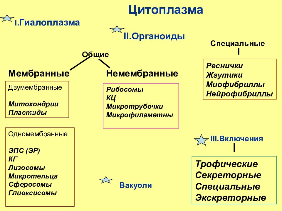 Презентация мембранные органоиды клетки