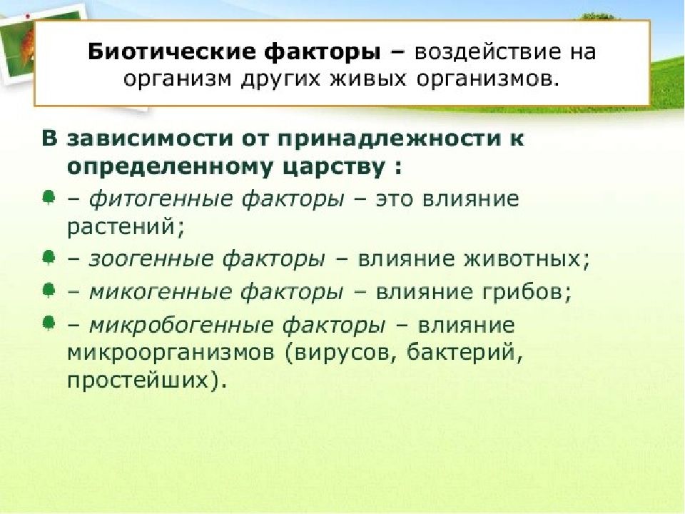 Фитогенные факторы картинки