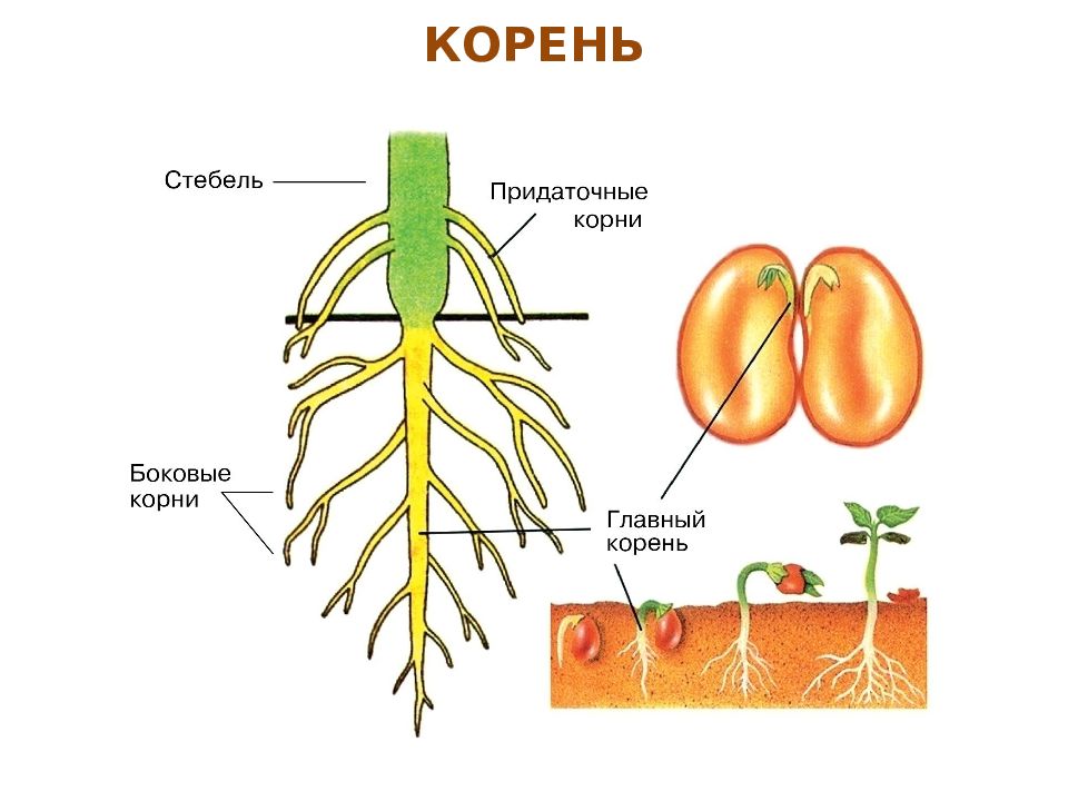 Корень это какой орган растения. Строение главного корня. Главный корень. Схема развития корня. Строение растительного корня.