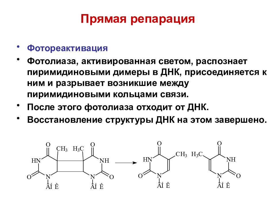 Репарация что это такое простыми словами. Образование пиримидиновых димеров. Репарация тиминовых димеров. Пиримидиновые димеры репарация. Пиримидиновые димеры фотолиаза.