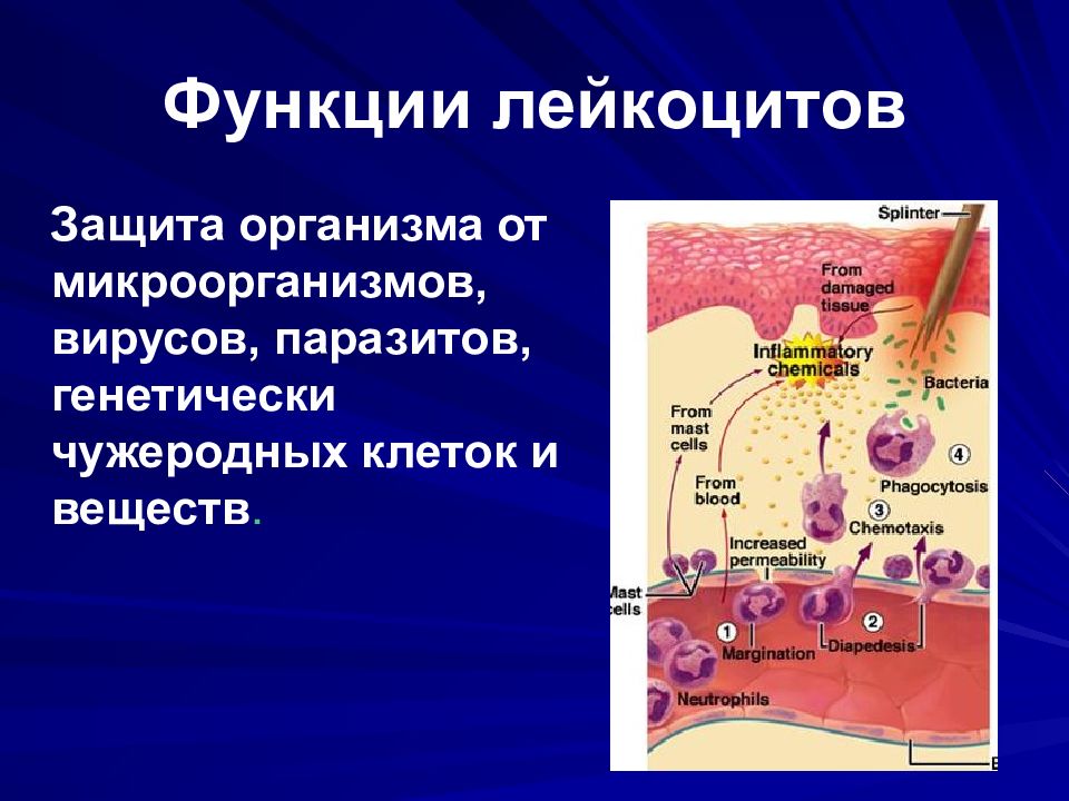 Функции лейкоцитов. Защитная роль лейкоцитов. Белки лейкоцитов защитная функция. Роль лейкоцитов в защите организма.