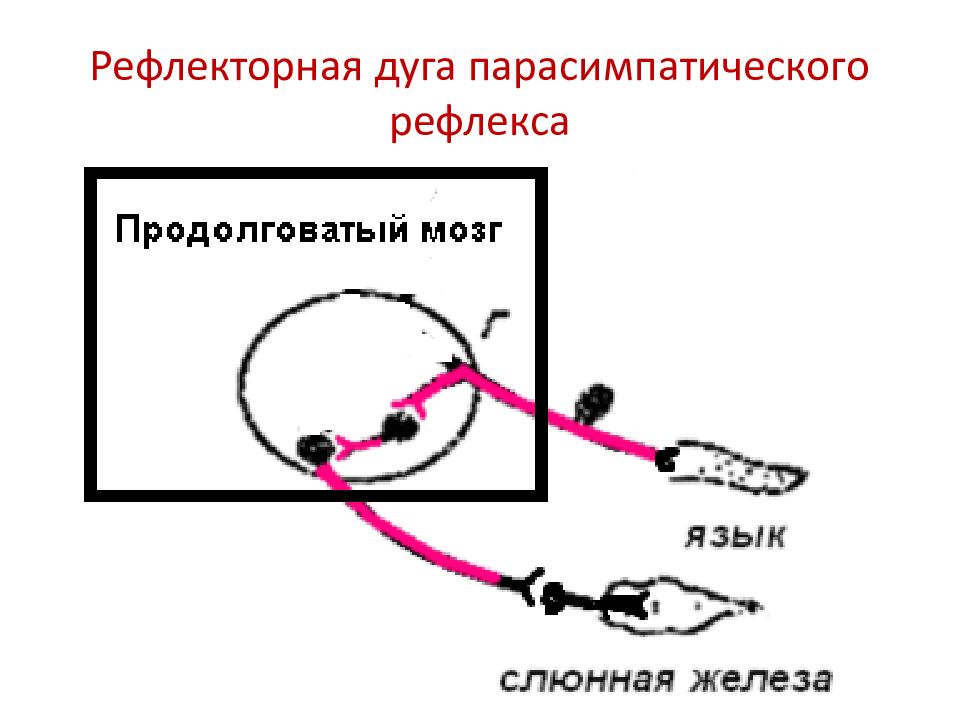 Схема рефлекторной дуги симпатического и парасимпатического отделов