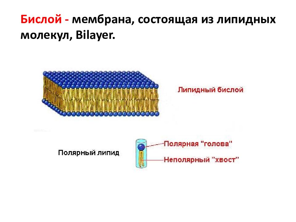 Мембрана состоит из. Бислой это в биологии.