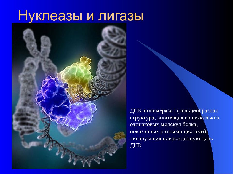 Лигазы это. РНК лигаза. ДНК-лигаза класс ферментов. Дезоксирибонуклеиновая кислота презентация. Лигазы ДНК полимераза.