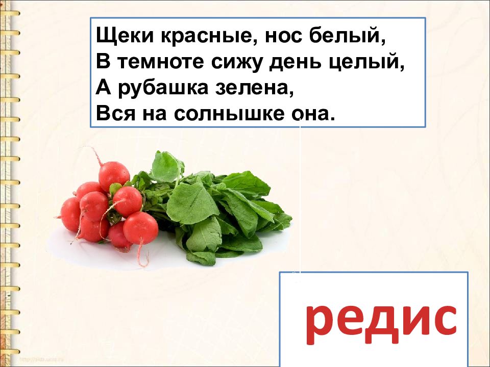 Целый день она. Щёки красные нос белый в темноте сижу день целый а рубашка Зелена вся. Щёки красные нос белый в темноте сижу день целый. Щёки красные нос белый.