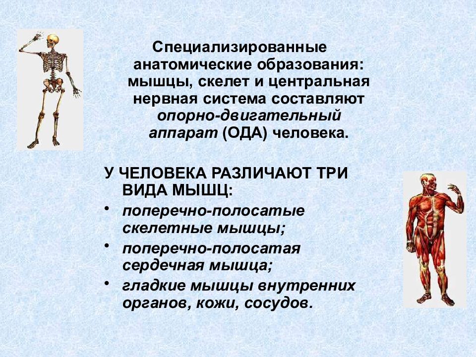 Функции скелетных мышц. Анатомические образования мышц. Опорно двигательная система поперечнополосатые мышцы. Гладкие мышцы на скелете человека. 