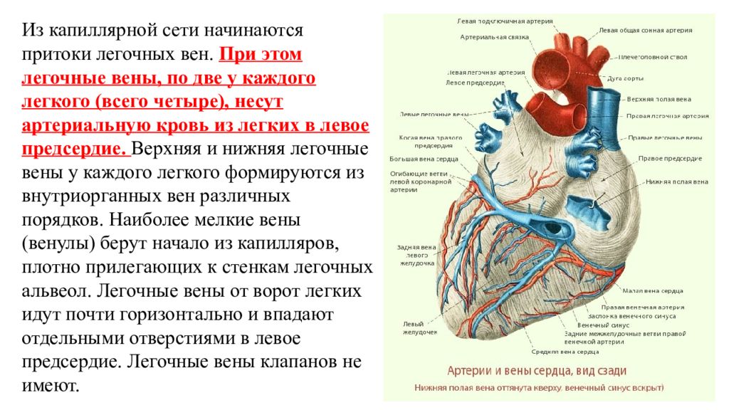 Вены левого предсердия. Легочная Вена Тип крови. Левая нижняя легочная Вена. Строение сердца легочная артерия. Венозная легочная Вена.