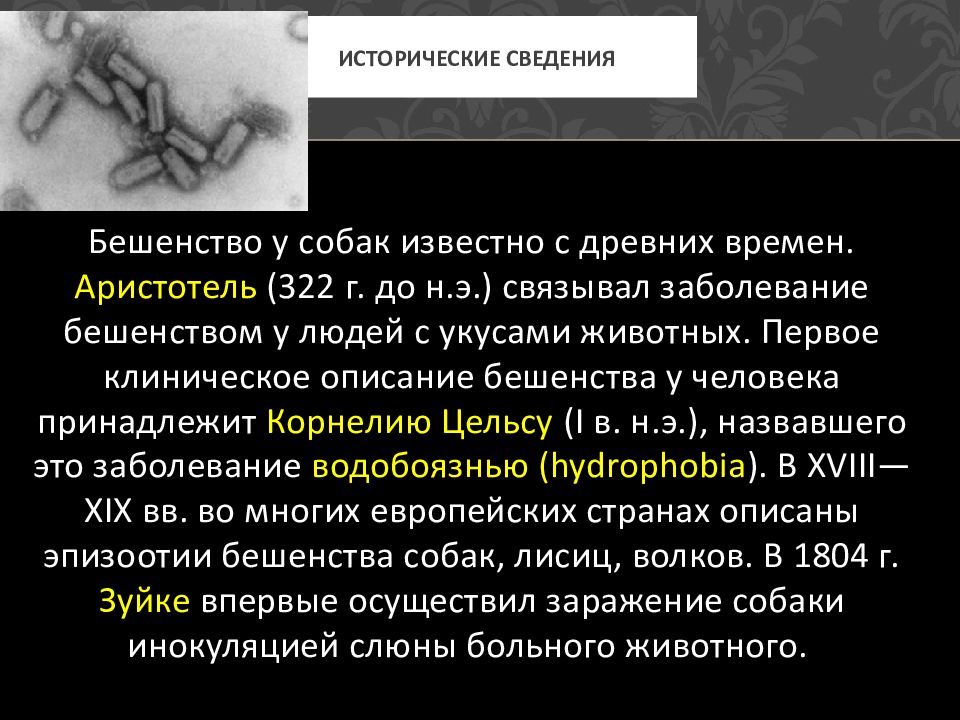 Вирус бешенства устойчивость. Устойчивость вируса бешенства. Бешенство презентация. Бешенство устойчивость во внешней среде.