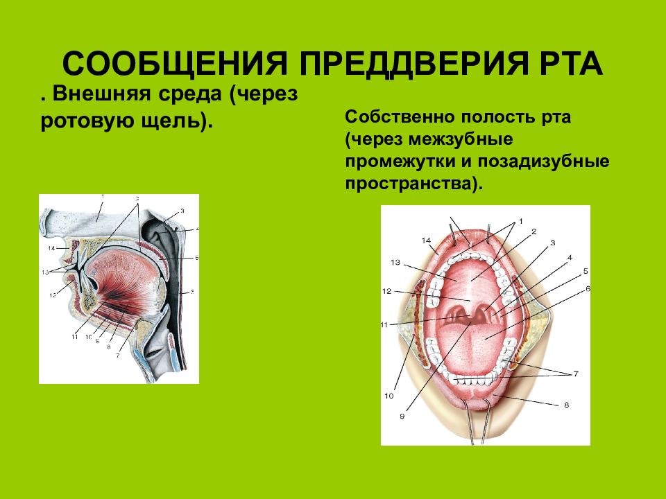 Преддверие рта. Сообщения преддверия рта. Строение преддверия рта. Преддверие полости рта стенки.