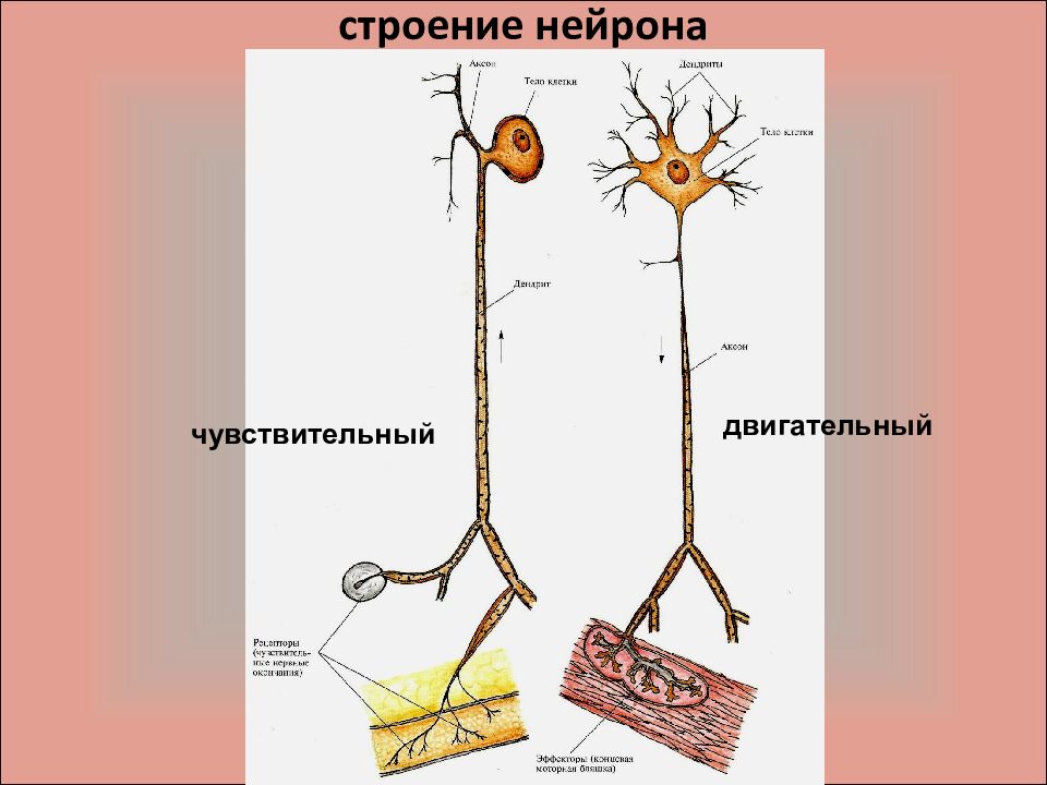 Чувствительные вставочные нейроны. Двигательный Нейрон чувствительный Нейрон. Вставочный Нейрон строение. Схема строения чувствительного и двигательного нейронов. Двигательные Нейроны Нейроны.