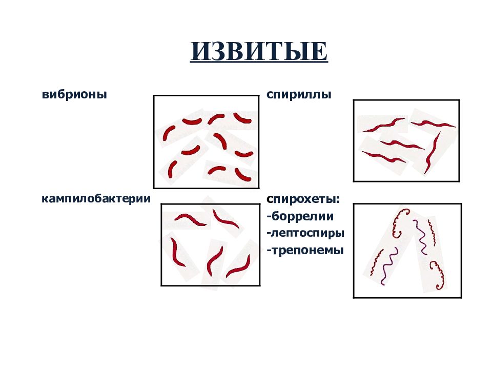 Бациллы микробиология рисунок