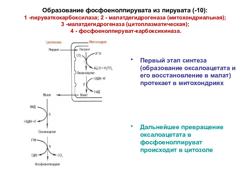 Глюконеогенез из лактата схема