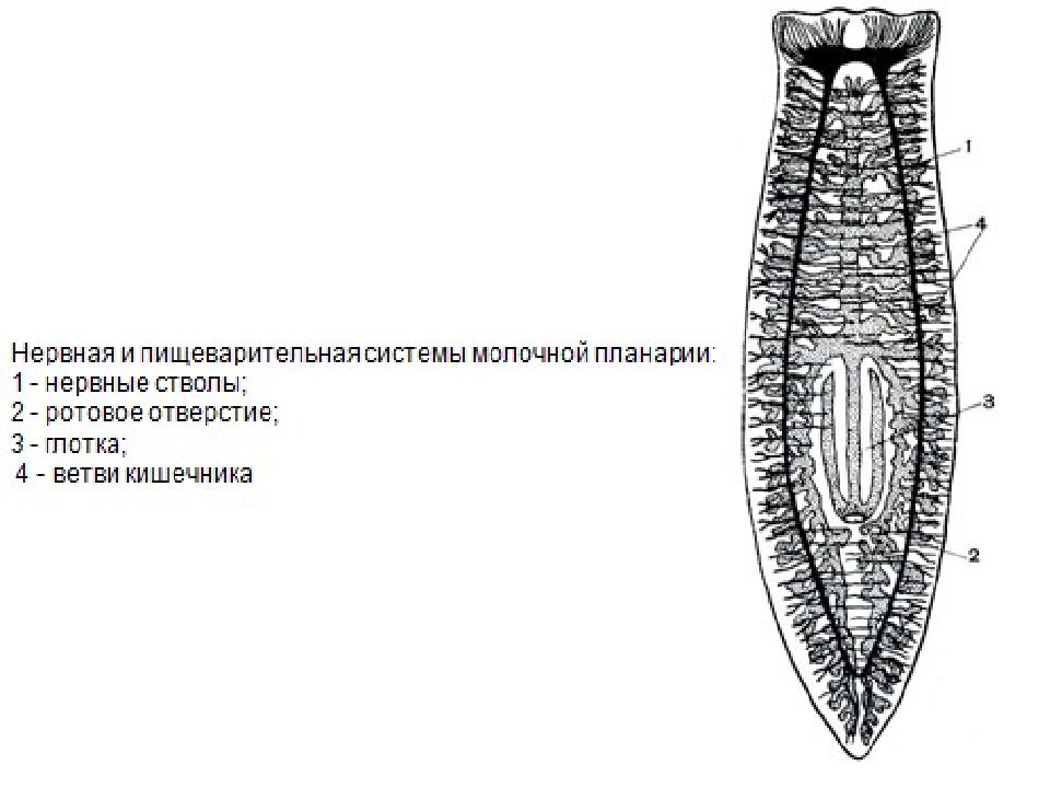 Белая планария план