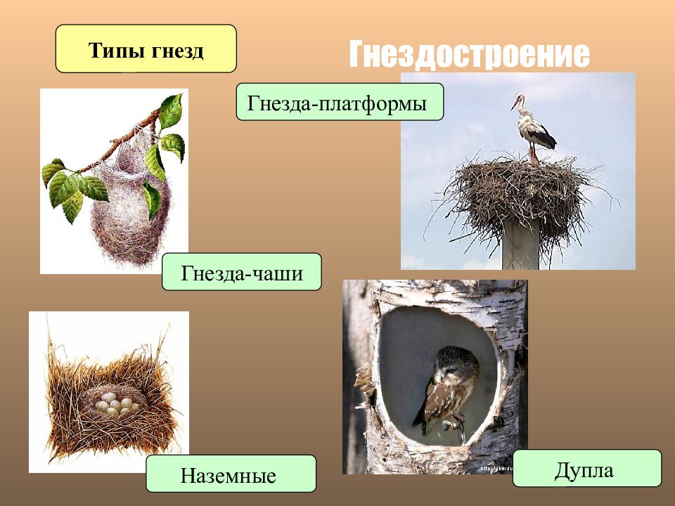 Годовой жизненный цикл и сезонные явления в жизни птиц презентация