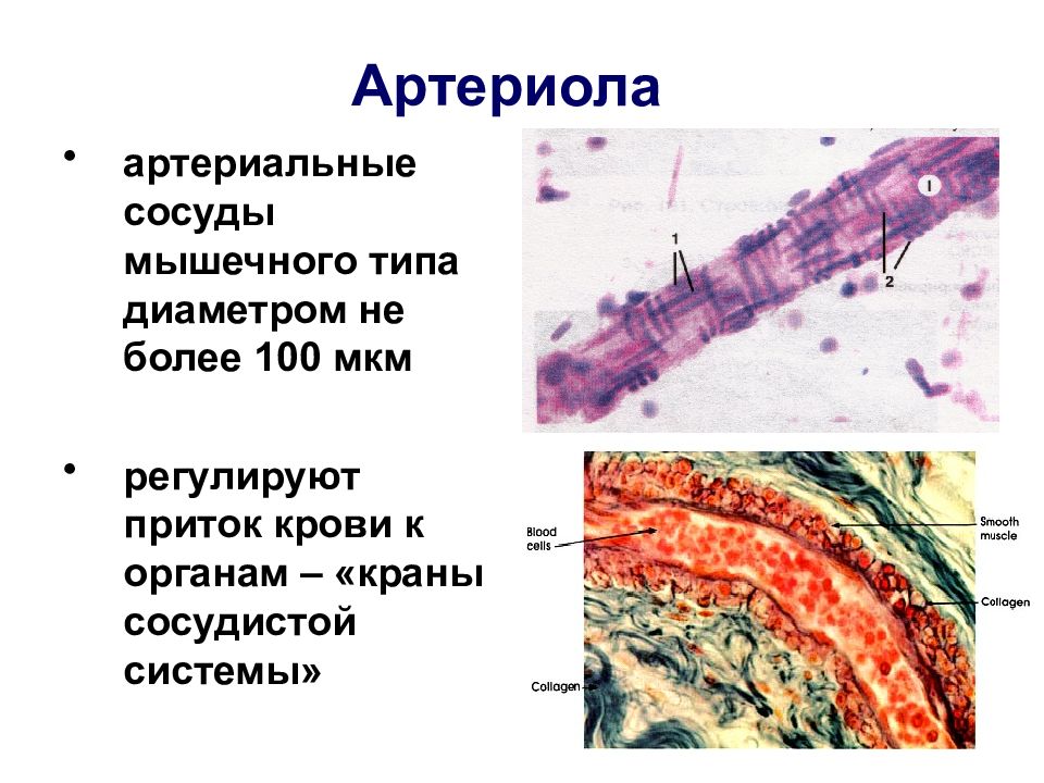 Сердечно сосудистая система гистология презентация