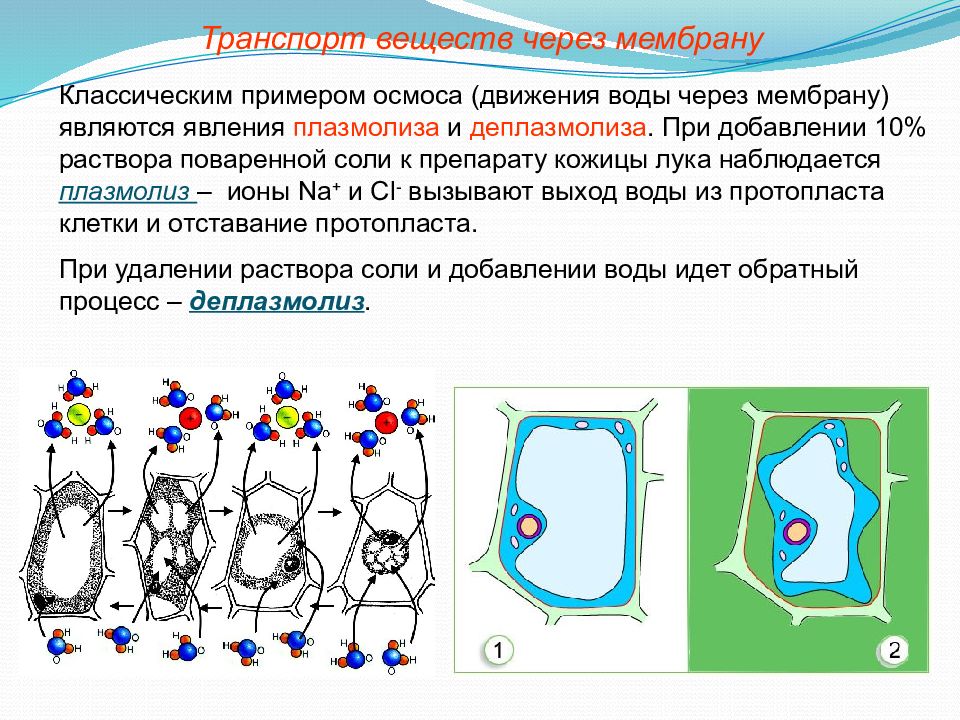 Плазмолиз и деплазмолиз презентация 10 класс