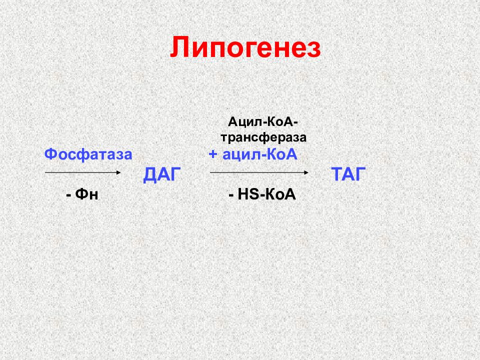 Липогенез. Ацил КОА В таг. Липогенез ацил-КОА. Липогенез реакции. Липогенез из углеводов.