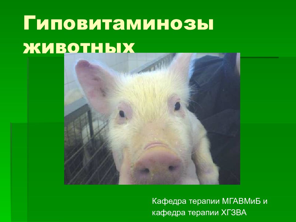 Гиповитаминозы животных
