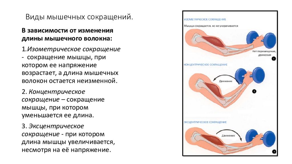 Изометрическое усилие