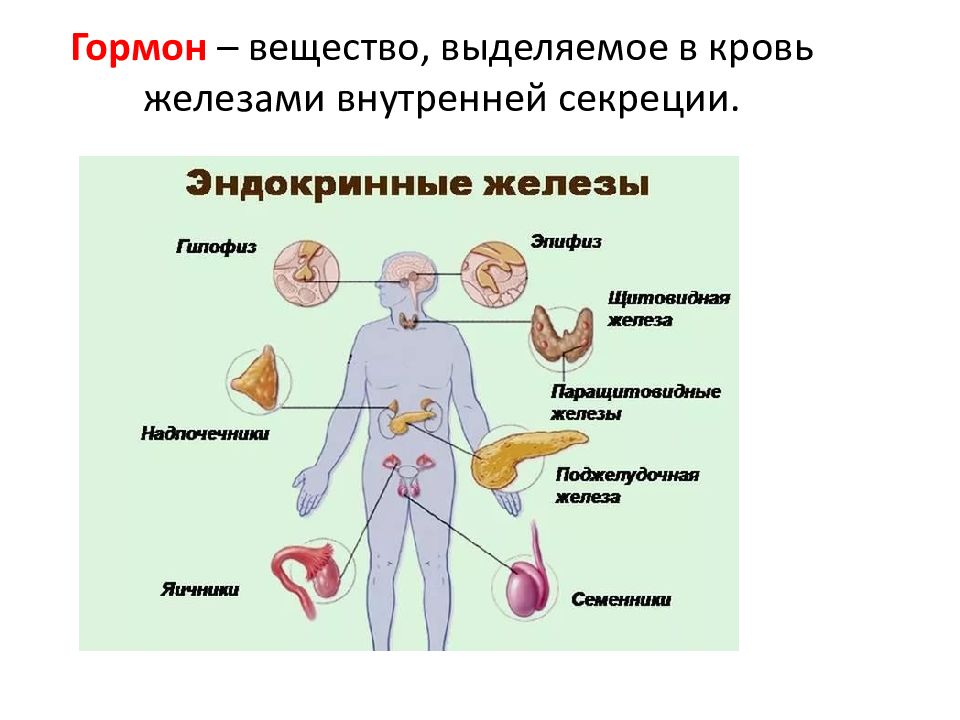 Какие вещества находятся в человеке. Гормоны кровеносной системы. Железа внутренней секреции выделяет вещества в кровь.. Гормональная система человека схема. Железы внутренней секреции кровеносная система.