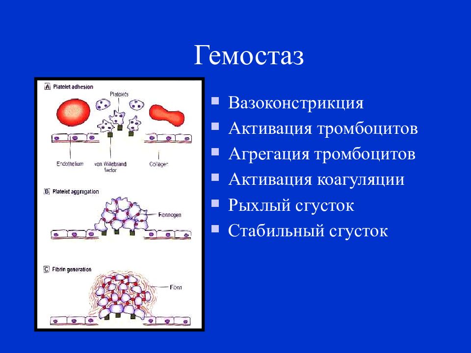 Гемостаз картинки для презентации