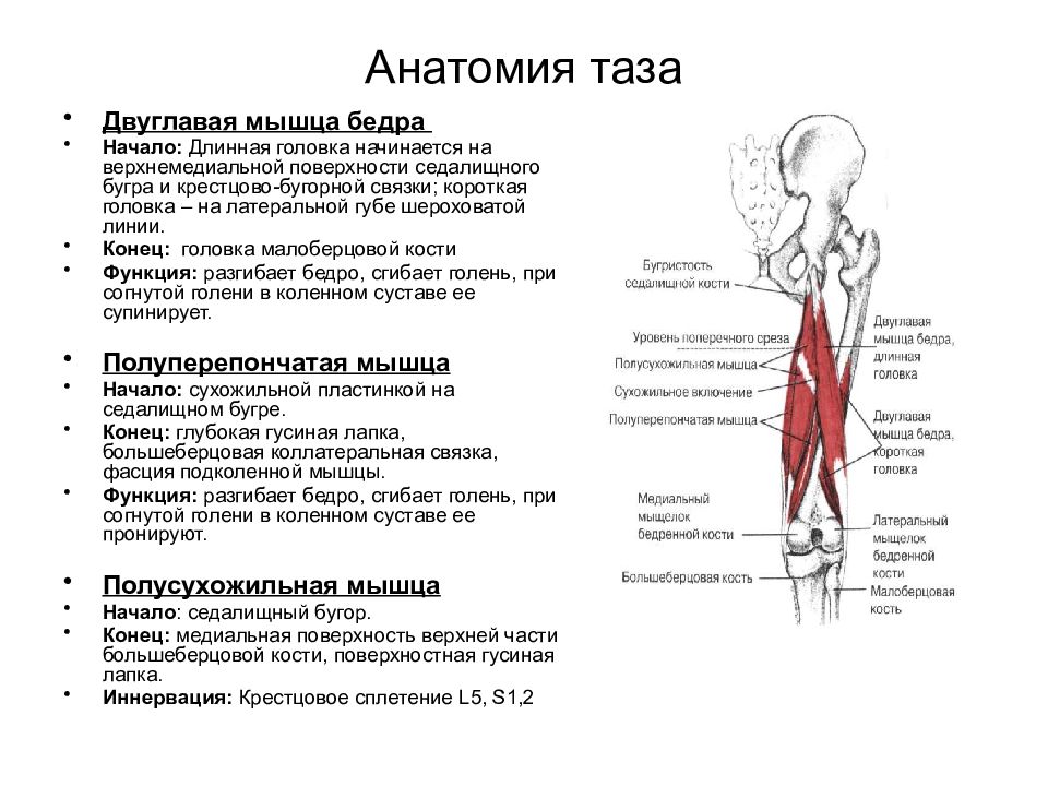 Функция мышц задней группы бедра