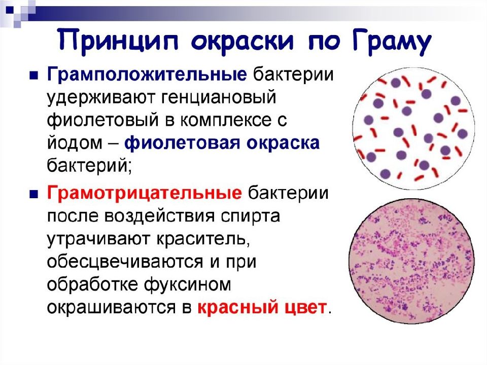 Грамположительные и грамотрицательные бактерии презентация