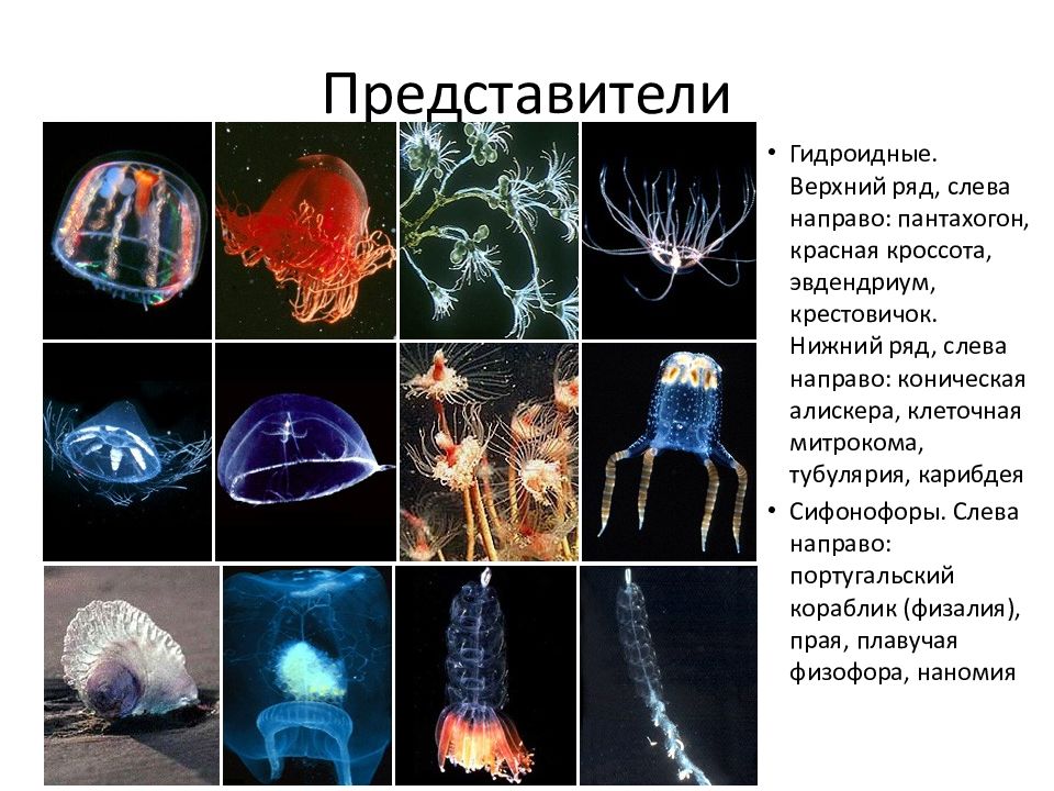 Таблица кишечнополостные 7 класс