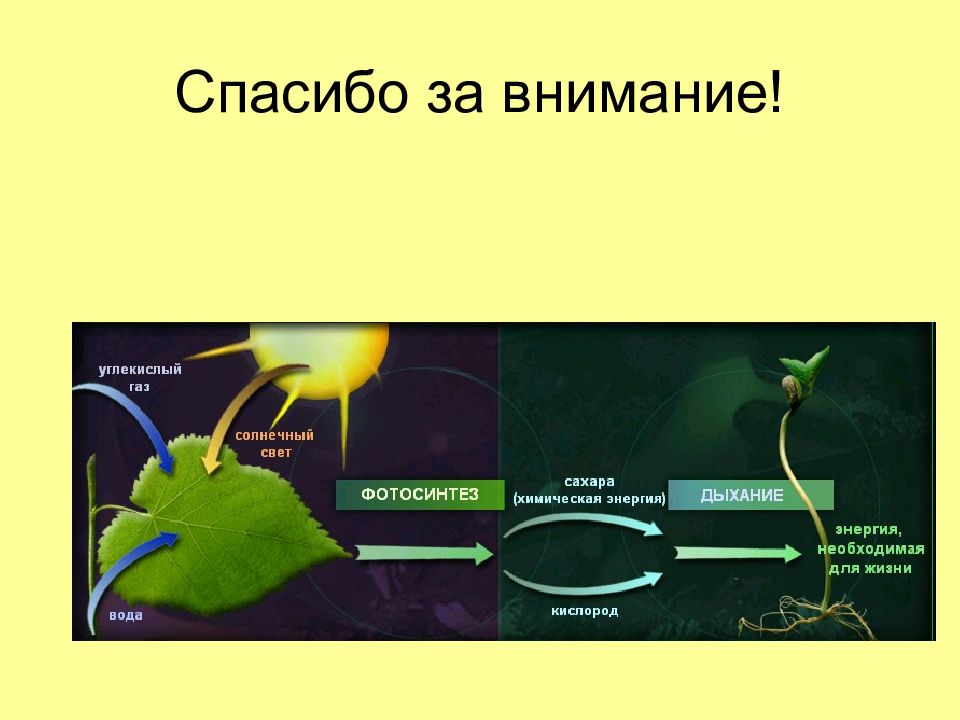 В реакциях фотосинтеза энергия света. Схема фотосинтеза 6 класс. Фотосинтез это процесс образования. Свет в процессе фотосинтеза. Схема процесса фотосинтеза.
