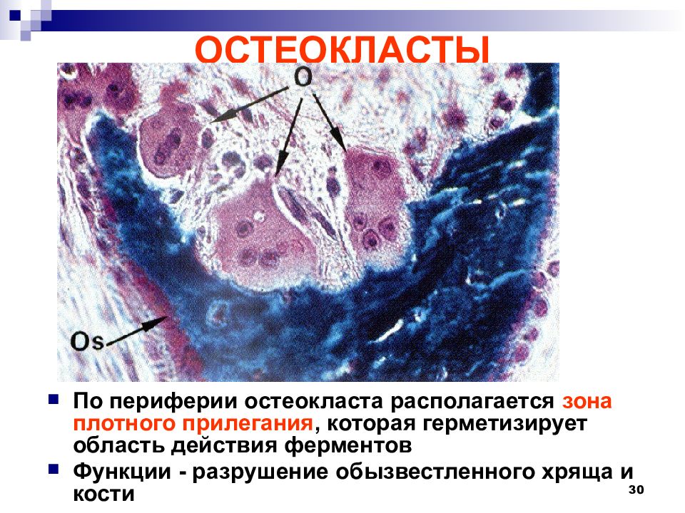 Скелетные ткани презентация