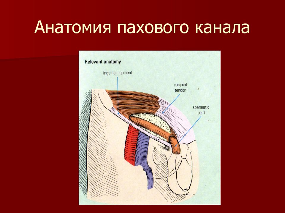 Паховый канал схема