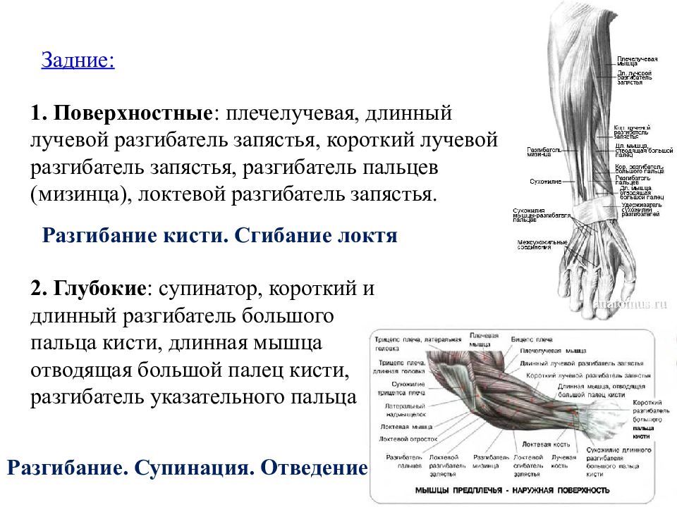 Плечелучевая мышца. Анатомия лучевого разгибателя запястья. Длинный и короткий лучевой разгибатель запястья. Короткий лучевой разгибатель запястья функции. Длинный локтевой разгибатель запястья.