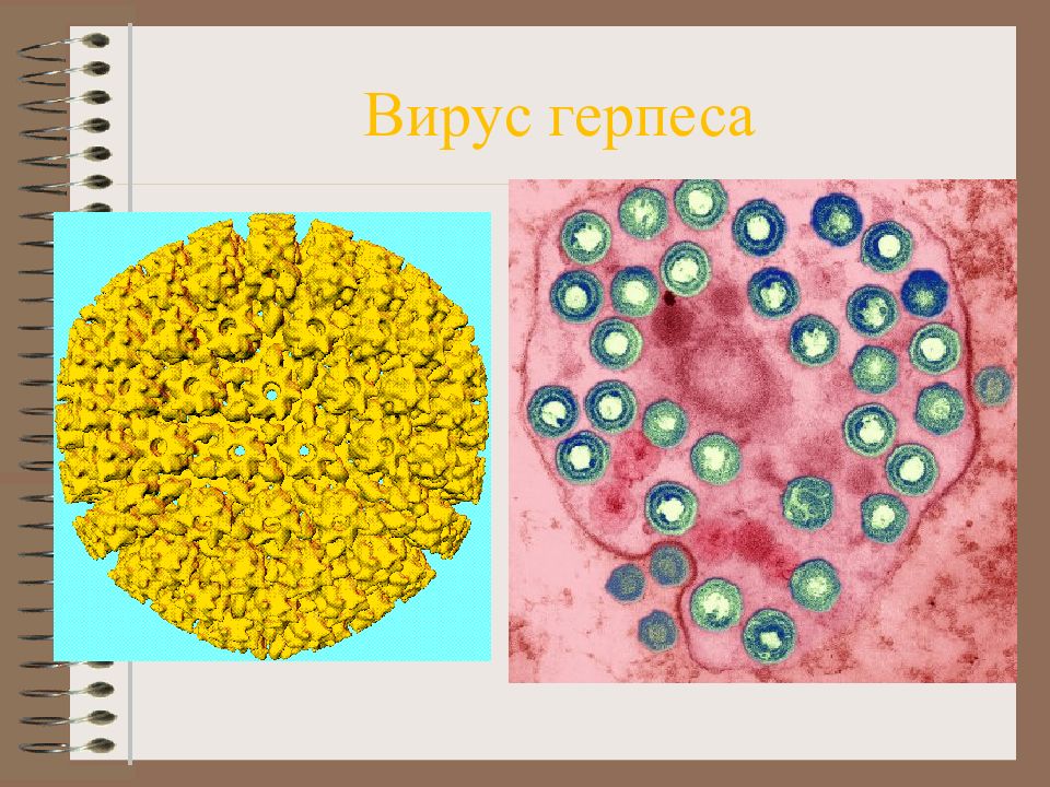 Типы вируса герпеса. Вирус генитального герпеса.