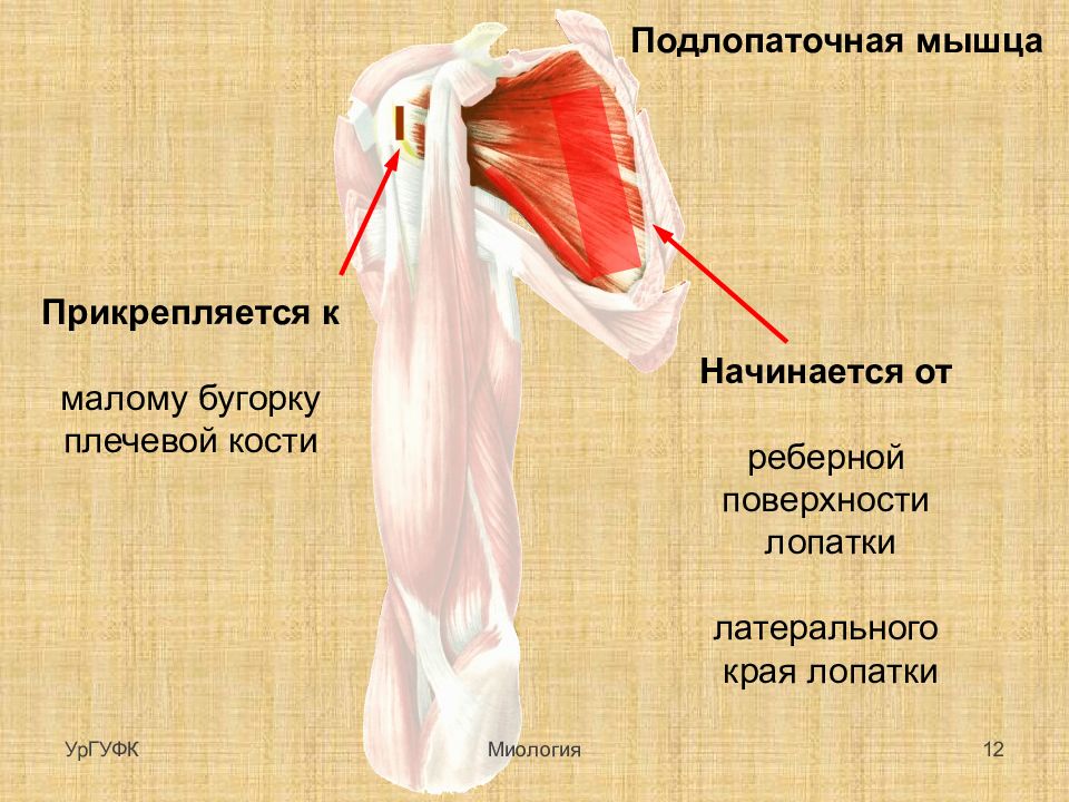 Гребне плечевой кости. Подлопаточная мышца плеча. Прикрепление подлопаточной мышцы. Мышцы прикрепляющиеся к малому бугорку. К малому бугорку плечевой кости прикрепляется мышца.